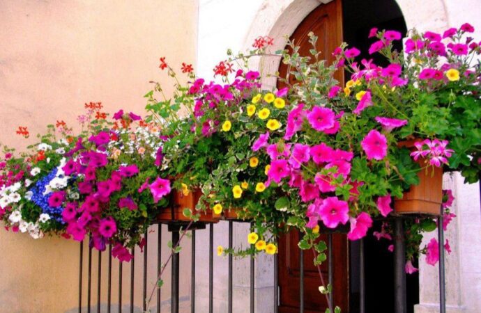 Lulet e ballkonit tuaj