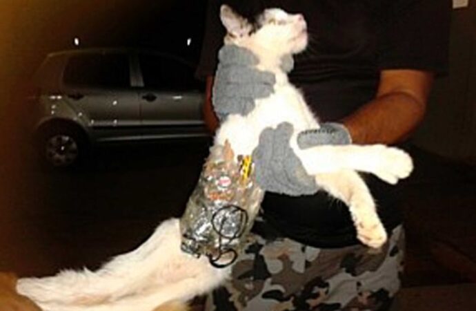 Rusi, kapet macja me kontrabandë