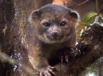 Ande, shkencëtarët zbulojnë një gjitar të ri