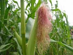 Efektet e çajit nga tufa e misrit