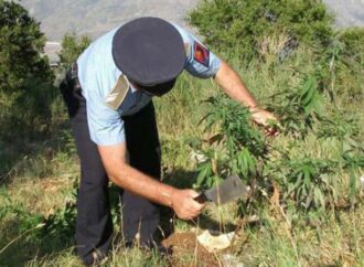 Asgjësohet qindra rrënjë kanabis në Shkodër