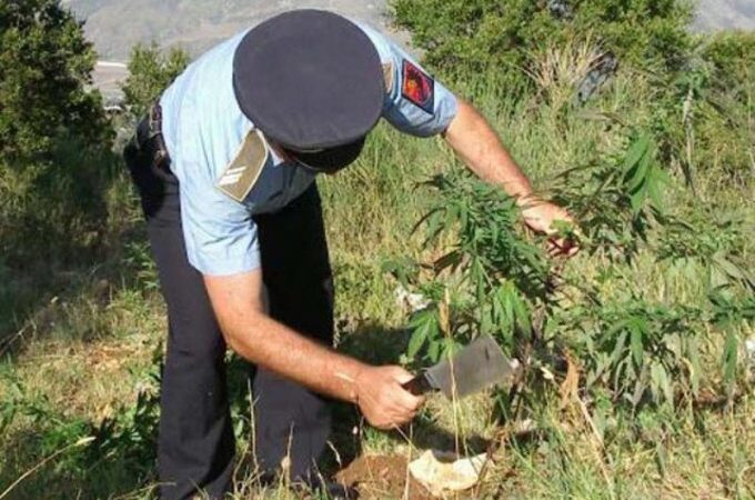 Asgjësohet qindra rrënjë kanabis në Shkodër