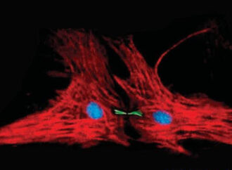 Një test gjaku arrin të zbulojë kush tenton të vetëvritet