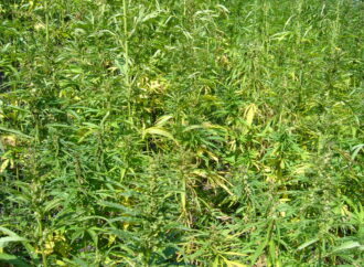 Sekuestrohen 2307 rrënjë kanabis në Lezhë dhe Tepelenë