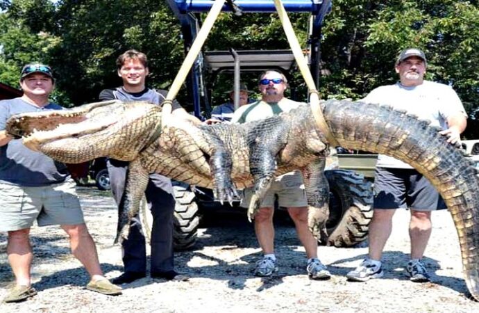 Kapet aligatori më i madh në botë