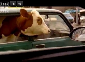 Ups! Një lopë në sediljen e pasme të makinës (VIDEO)
