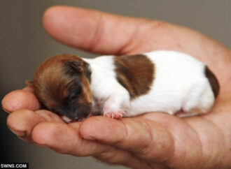 Qeni më i vogël në botë, që peshon vetëm 54 gram