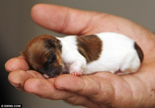 Qeni më i vogël në botë, që peshon vetëm 54 gram