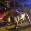 Luani endet rrugëve të qytetit italian pasi shpëtoi nga cirku